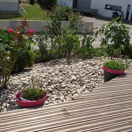 Dans Vignoble Alsacien *