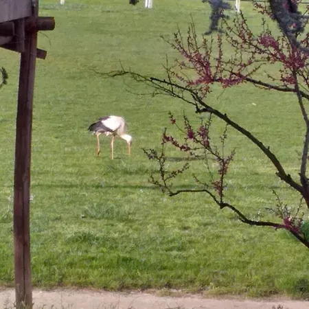 Apartment Dans Vignoble Alsacien *