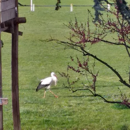Dans Vignoble Alsacien