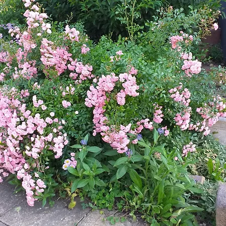 Dans Vignoble Alsacien Apartment *