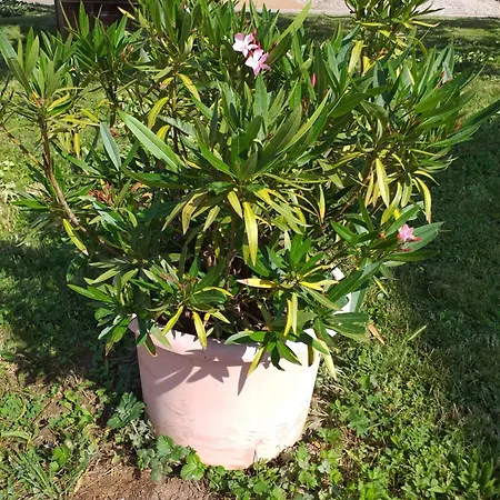 Dans Vignoble Alsacien Westhalten
